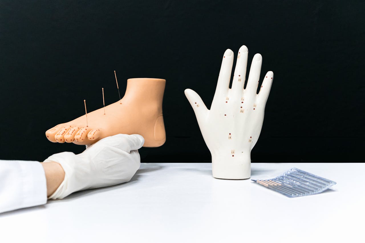 A Person Holding a Foot Acupuncture Model